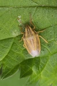 <i>Aelia acuminata</i>