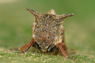 <i>Centrotus cornutus</i>
