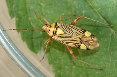 <i>Rhabdomiris striatellus</i>