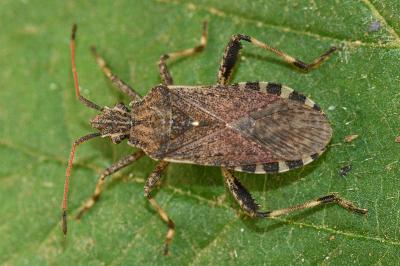 <i>Ceraleptus gracilicornis</i>