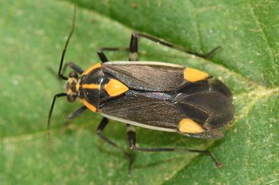 <i>Capsodes flavomarginatus</i>