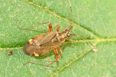 <i>Closterotomus fulvomaculatus</i>