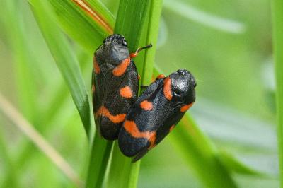 <i>Cercopis intermedia</i>