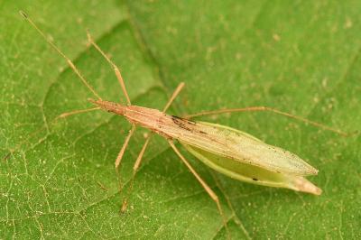 <i>Berytinus hirticornis</i>