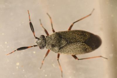 <i>Heterocordylus italicus</i>
