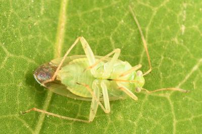 <i>Neolygus viridis</i>