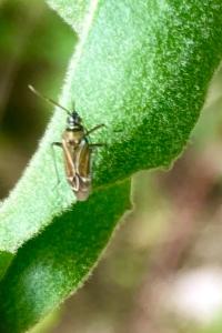 <i>Hoplomachus thunbergii</i>