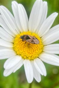 <i>Trapezonotus ullrichi</i>
