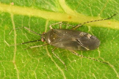 <i>Plagiognathus arbustorum</i>