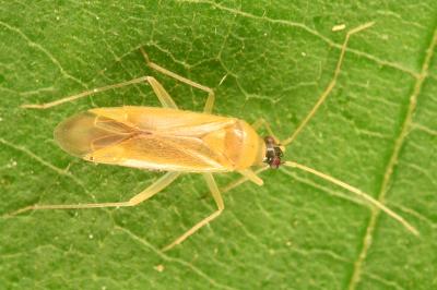 <i>Phylus melanocephalus</i>