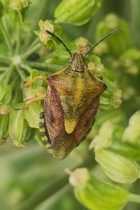 <i>Carpocoris purpureipennis</i>
