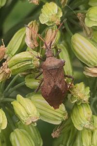 <i>Coreus marginatus</i>
