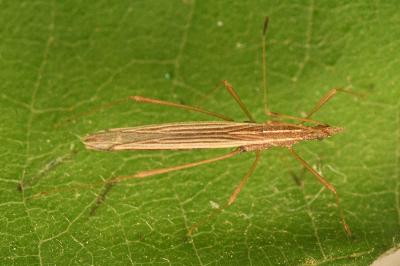 <i>Berytinus clavipes</i>