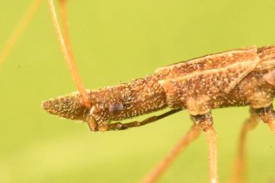<i>Berytinus clavipes</i>