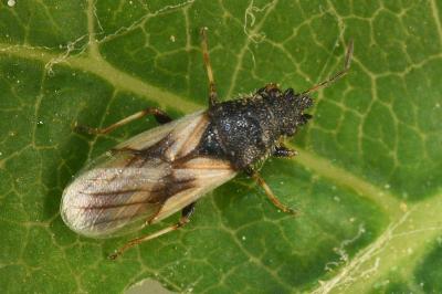 <i>Metopoplax ditomoides</i>