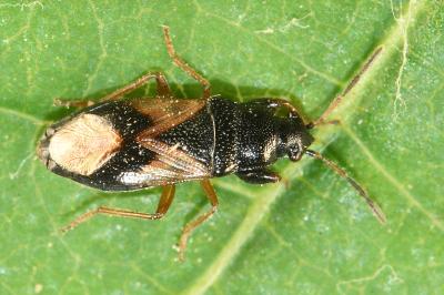<i>Megalonotus praetextatus</i>