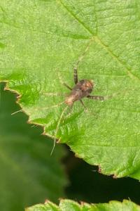 <i>Phytocoris</i>