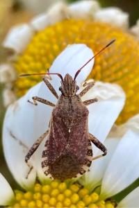 <i>Ceraleptus gracilicornis</i>