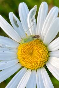 <i>Closterotomus norwegicus</i>
