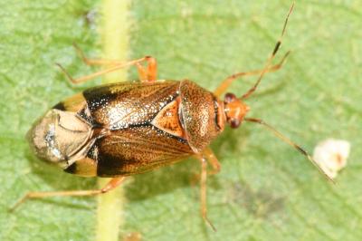 <i>Deraeocoris flavilinea</i>