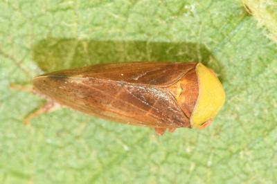 <i>Pediopsis tiliae</i>