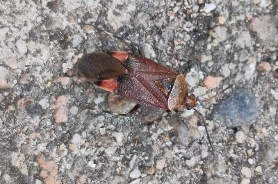 <i>Deraeocoris olivaceus</i>
