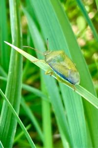 <i>Piezodorus lituratus</i>