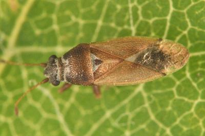 <i>Cymus melanocephalus</i>