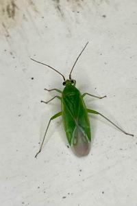 <i>Orthotylus</i>