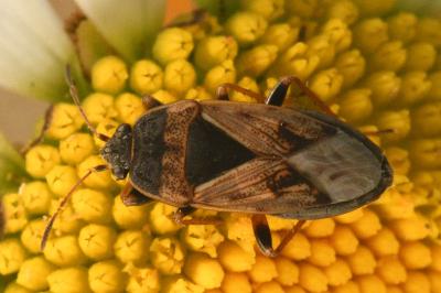 <i>Trapezonotus ullrichi</i>