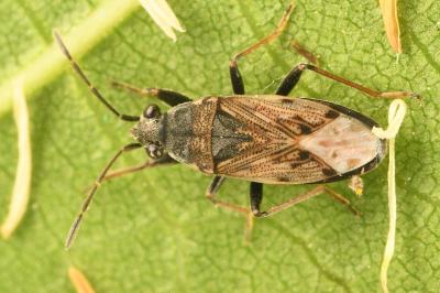 <i>Peritrechus gracilicornis</i>