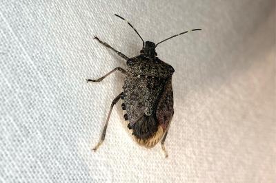 <i>Halyomorpha halys</i>