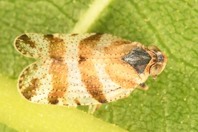 <i>Tachycixius venustulus</i>