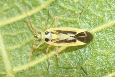 <i>Stenotus binotatus</i>