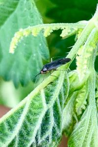 <i>Plagiognathus arbustorum</i>