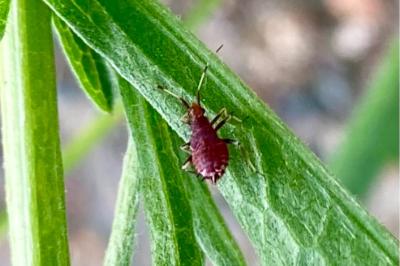 <i>Deraeocoris ruber</i>