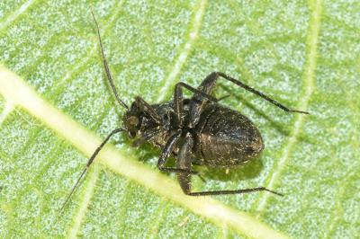 <i>Orthocephalus coriaceus</i>
