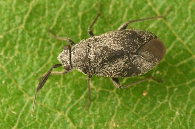 <i>Heterocordylus genistae</i>