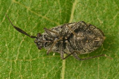 <i>Heterocordylus genistae</i>