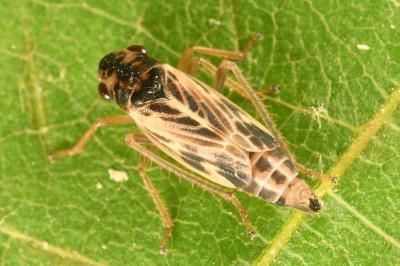 <i>Evacanthus acuminatus</i>