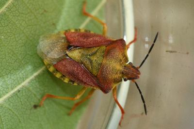 <i>Carpocoris purpureipennis</i>
