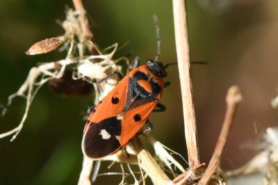 <i>Melanocoryphus albomaculatus</i>