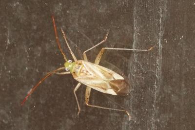 <i>Adelphocoris lineolatus</i>