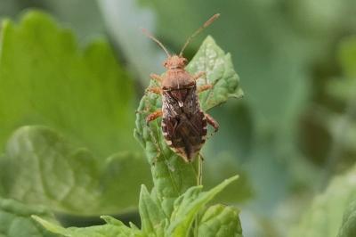 <i>Rhopalus subrufus</i>