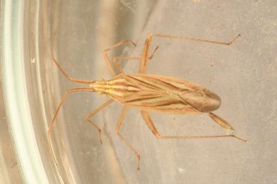 <i>Miridius quadrivirgatus</i>