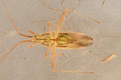<i>Miridius quadrivirgatus</i>