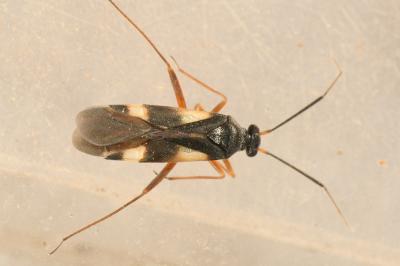 <i>Globiceps fulvicollis</i>