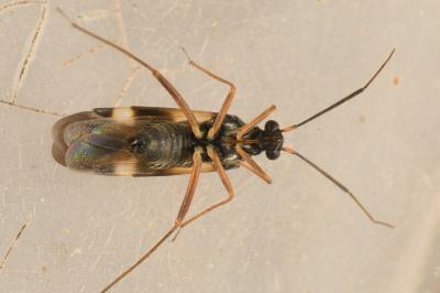 <i>Globiceps fulvicollis</i>