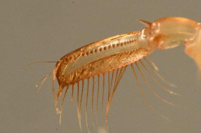 <i>Corixa punctata</i>