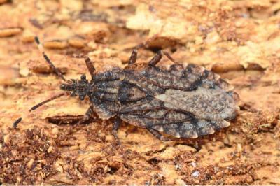 <i>Aradus brenskei</i>